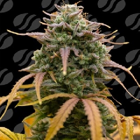 Auto Pineapple Pulse > Original Sensible Seeds